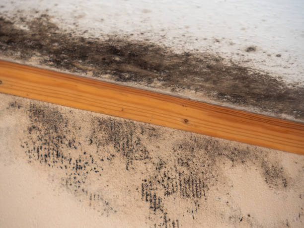 Best Crawl Space Mold Remediation  in West Park, CA